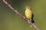 Lesser Goldfinch